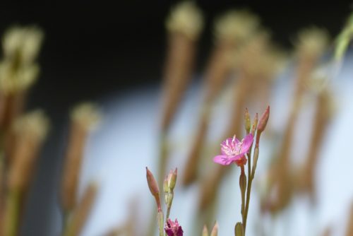 ユウゲショウのまとめ 似た花や花言葉等9個のポイント 植物の育て方や豆知識をお伝えするサイト