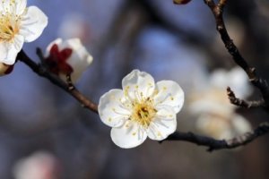 ハゼランのまとめ 育て方や花言葉等8個のポイント 植物の育て方や豆知識をお伝えするサイト