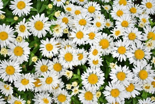 ヒナギク - Bellis perennis - JapaneseClass.jp