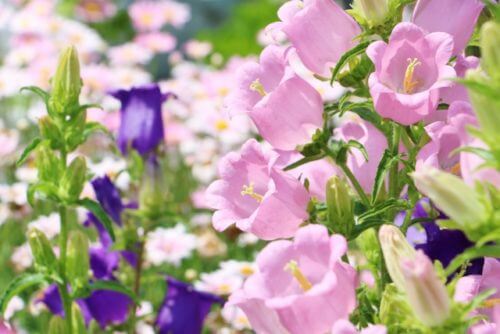 フウリンソウ 風鈴草 のまとめ 苗の植え方や花言葉等11個のポイント 植物の育て方や豆知識をお伝えするサイト