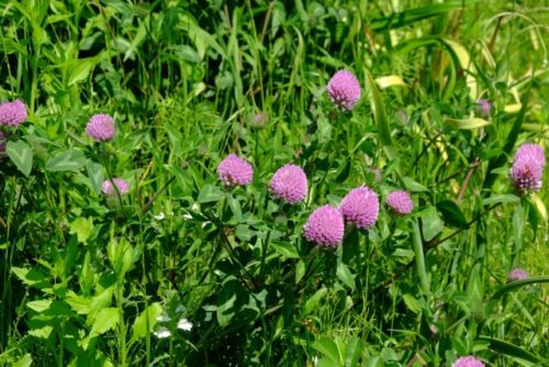 アカツメクサ ムラサキツメクサ のまとめ 似た花や花言葉等10個のポイント 植物の育て方や豆知識をお伝えするサイト