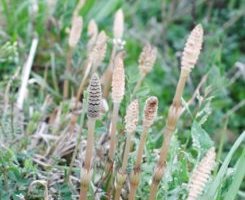 フウセンカズラのまとめ 育て方 苗の植え付けや摘心 と花言葉等18個のポイント 植物の育て方や豆知識をお伝えするサイト
