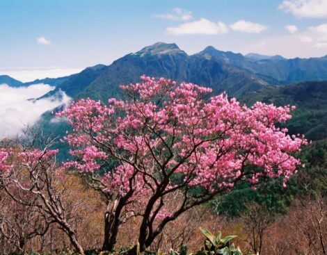 アケボノツツジのまとめ 育て方や四国九州で鑑賞できる場所等9個のポイント 植物の育て方や豆知識をお伝えするサイト