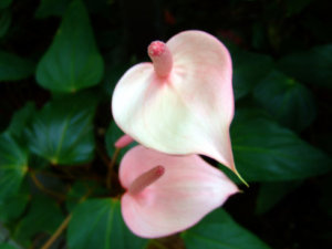 水芭蕉 ミズバショウ のまとめ 育て方 開花時期や鉢植え と花言葉等11個のポイント 植物の育て方や豆知識をお伝えするサイト