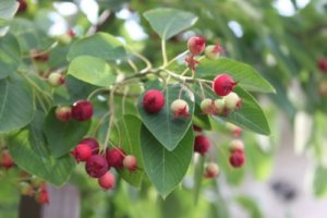 ジューンベリーのまとめ 育て方 挿し木や病気対策 と花言葉等15個のポイント 植物の育て方や豆知識をお伝えするサイト