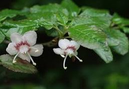 ホオノキのまとめ 育て方 植え付けや剪定 と花言葉等11個のポイント 植物の育て方や豆知識をお伝えするサイト