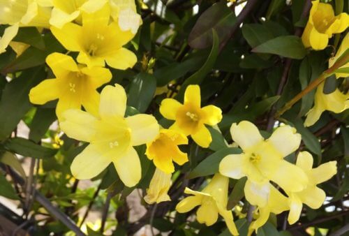 カロライナジャスミンのまとめ 育て方 剪定や植え替え と花言葉等14個のポイント 植物の育て方や豆知識をお伝えするサイト