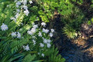 シャガのまとめ 育て方 植え替えや増やし方 と花言葉等13個のポイント 植物の育て方や豆知識をお伝えするサイト