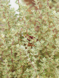 タイム ハーブ のまとめ 育て方 庭植えや寄せ植え と花言葉等21個のポイント 植物の育て方や豆知識をお伝えするサイト
