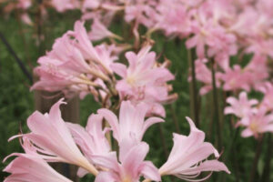 へびいちご 花 のまとめ 食べられるのかや花言葉等9個のポイント 植物の育て方や豆知識をお伝えするサイト へびいちご 花 のまとめ 食べられるのかや花言葉等9個のポイント 植物の育て方や豆知識をお伝えするサイト