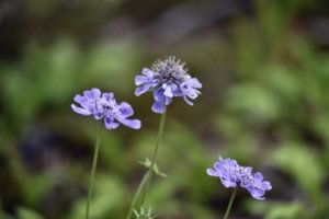 スカビオサのまとめ 育て方 増やし方や寄せ植え と花言葉等15個のポイント 植物の育て方や豆知識をお伝えするサイト