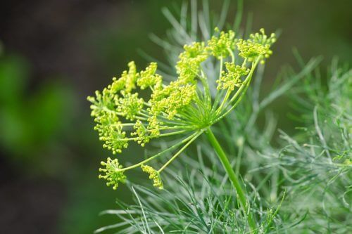 ディルのまとめ 育て方 水耕栽培や植え替え と花言葉等17個のポイント 植物の育て方や豆知識をお伝えするサイト