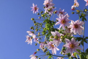 ヒャクニチソウのまとめ 育て方 植え付けや冬越し と花言葉等14個のポイント 植物の育て方や豆知識をお伝えするサイト