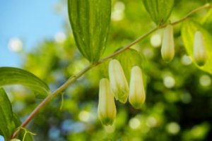 フウセンカズラのまとめ 育て方 苗の植え付けや摘心 と花言葉等18個のポイント 植物の育て方や豆知識をお伝えするサイト