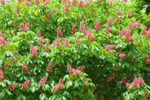 トチノキ 栃の木 のまとめ 育て方 種まきや剪定 と花言葉等14個のポイント 植物の育て方や豆知識をお伝えするサイト