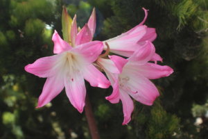 サザンクロスのまとめ 剪定や花言葉等15個のポイント 植物の育て方や豆知識をお伝えするサイト