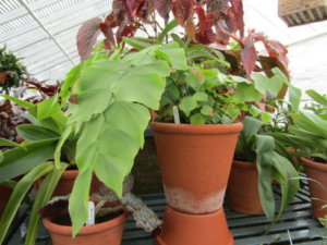 アジアンタムのまとめ 育て方 水やりや植え替え と花言葉等個のポイント 植物の育て方や豆知識をお伝えするサイト