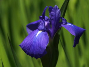 アヤメのまとめ 育て方 植え替えや増やし方 と花言葉等15個のポイント 植物の育て方や豆知識をお伝えするサイト