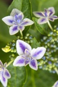 ガクアジサイのまとめ 育て方 剪定や挿し木 と花言葉等14個のポイント 植物の育て方や豆知識をお伝えするサイト