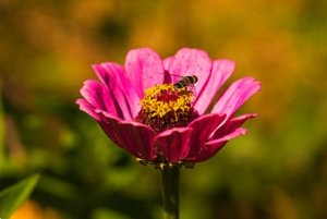 百日草 ジニア のまとめ 育て方 寄せ植えや種まき と花言葉等15個のポイント 植物の育て方や豆知識をお伝えするサイト