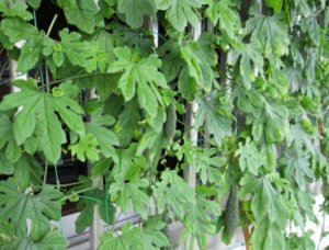 ツルレイシ 蔓茘枝 のまとめ 育て方 種まきや植え替え と花言葉等16個のポイント 植物の育て方や豆知識をお伝えするサイト