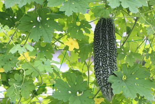 ツルレイシ 蔓茘枝 のまとめ 育て方 種まきや植え替え と花言葉等16個のポイント 植物の育て方や豆知識をお伝えするサイト