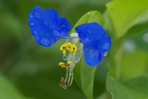 ヘリオトロープの育て方 香水や花言葉など6つのポイント 植物の育て方や豆知識をお伝えするサイト
