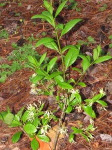 ヒトツバタゴのまとめ 育て方 剪定や挿し木 と花言葉等14個のポイント 植物の育て方や豆知識をお伝えするサイト