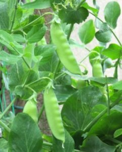 サヤエンドウのまとめ 育て方 種まきや病気害虫対策 と種類等13個のポイント 植物の育て方や豆知識をお伝えするサイト