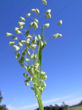 ヒメコバンソウのまとめ 特徴や花言葉等3個のポイント 植物の育て方や豆知識をお伝えするサイト