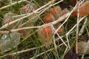 フウセンカズラのまとめ 育て方 苗の植え付けや摘心 と花言葉等18個のポイント 植物の育て方や豆知識をお伝えするサイト