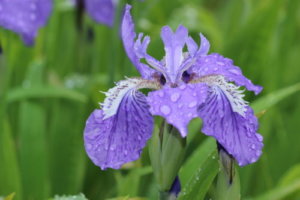 ジャーマンアイリスのまとめ 育て方 株分けや植え替え と花言葉等16個のポイント 植物の育て方や豆知識をお伝えするサイト