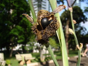 カンナのまとめ 育て方 植え替えや株分け と花言葉等14個のポイント 植物の育て方や豆知識をお伝えするサイト