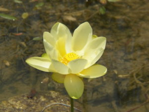 ハスのまとめ 育て方 水耕栽培や植え替え と花言葉等18個のポイント 植物の育て方や豆知識をお伝えするサイト