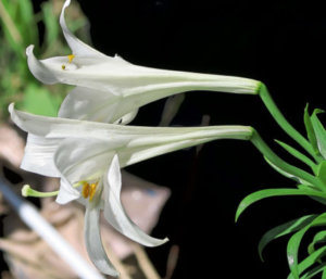 タカサゴユリのまとめ 育て方 種まきや苗の植え付け と花言葉等11個のポイント 植物の育て方や豆知識をお伝えするサイト