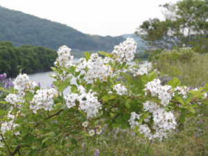 ノイバラのまとめ 育て方 挿し木や剪定 と花言葉等14個のポイント 植物の育て方や豆知識をお伝えするサイト