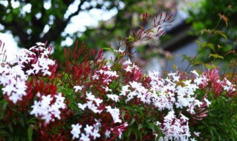 ジャスミンのまとめ 育て方 剪定や寄せ植え と花言葉等19個のポイント 植物の育て方や豆知識をお伝えするサイト