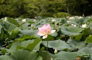 ハスのまとめ 育て方 水耕栽培や植え替え と花言葉等18個のポイント 植物の育て方や豆知識をお伝えするサイト