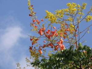 フウセンカズラのまとめ 育て方 苗の植え付けや摘心 と花言葉等18個のポイント 植物の育て方や豆知識をお伝えするサイト