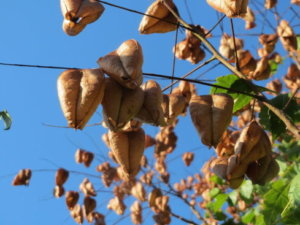 フウセンカズラのまとめ 育て方 苗の植え付けや摘心 と花言葉等18個のポイント 植物の育て方や豆知識をお伝えするサイト