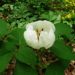 アマナ 花 のまとめ 育て方 適した環境や増やし方 と花言葉等7個のポイント 植物の育て方や豆知識をお伝えするサイト アマナ 花 のまとめ 育て方 適した環境や増やし方 と花言葉等7個のポイント 植物の育て方や豆知識をお伝えするサイト