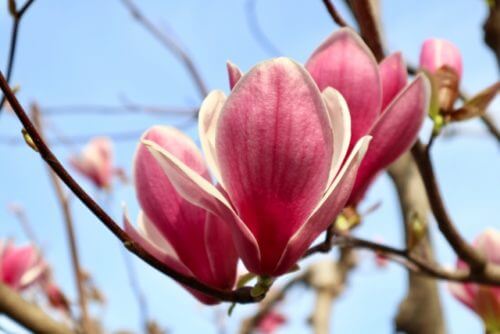 シモクレン 紫木蓮 のまとめ 育て方 育て方や似た花 と花言葉等7個のポイント 植物の育て方や豆知識をお伝えするサイト