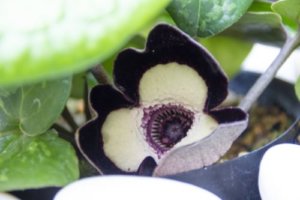 カンアオイ 寒葵 のまとめ 育て方 植え替えや増やし方 と花言葉等9個のポイント 植物の育て方や豆知識をお伝えするサイト