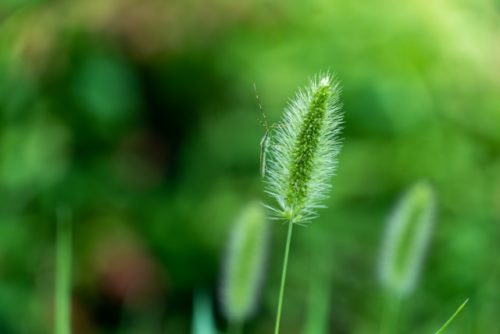 エノコログサ 狗尾草 のまとめ 育て方 適した環境や種まき と花言葉等11個のポイント 植物の育て方や豆知識をお伝えするサイト