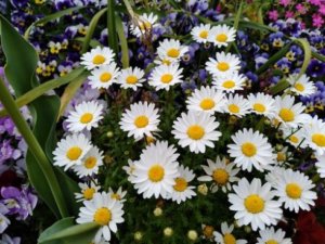 ノギク 野菊 のまとめ 育て方 適した環境や種まき と花言葉等6個のポイント 植物の育て方や豆知識をお伝えするサイト