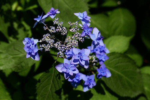 タマアジサイ 玉紫陽花 のまとめ 育て方 苗の植え付けや挿し木 と花言葉等7個のポイント 植物の育て方や豆知識をお伝えするサイト