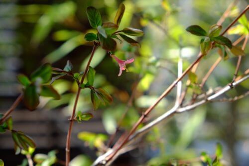 ウグイスカグラのまとめ 育て方 挿し木や剪定 と花言葉等12個のポイント 植物の育て方や豆知識をお伝えするサイト