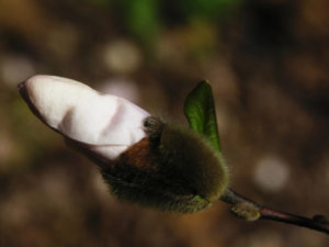 コブシ 辛夷 のまとめ 育て方 苗の植え付けや剪定 と花言葉等10個のポイント 植物の育て方や豆知識をお伝えするサイト