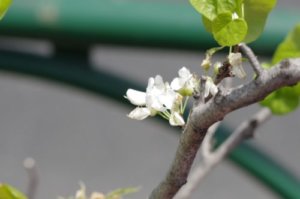 ハナズオウのまとめ 育て方 剪定や挿し木 と花言葉等12個のポイント 植物の育て方や豆知識をお伝えするサイト