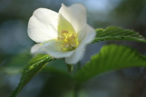 シロヤマブキ 白山吹 のまとめ 育て方 剪定や挿し木 と花言葉等11個のポイント 植物の育て方や豆知識をお伝えするサイト